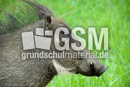 Warzenschwein (26 von 26).jpg